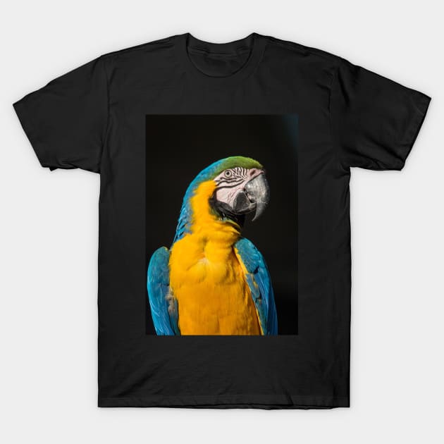 Blue And Gold Macaw T-Shirt by AndrewGoodall